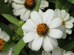 Picture of the white petals