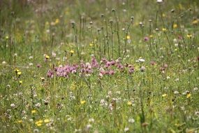 summer flower meadow close up