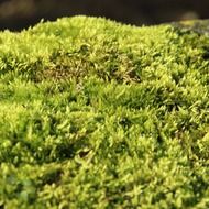 the ground is covered with moss in the forest