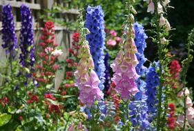 variety of garden flowers