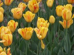Colorful tulips field in the beautiful park