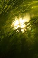 Sun light in green grass