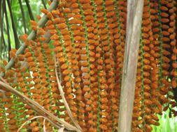 seeds of an exotic plant