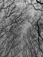 Black branches of the tree