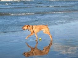 red dog walks along water on beach