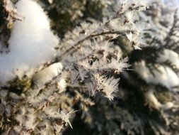 macro photo of iced plants in nature