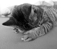 Black and white photo of the relaxing cat