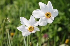 two white daffodils blooming side by side