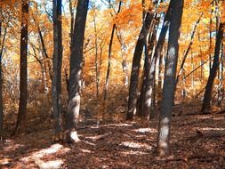 Orange trees in the autumn