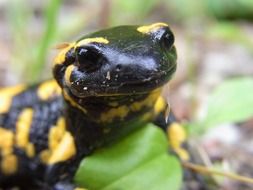 portrait of a exotic fire salamander