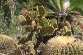 garden cactus plant