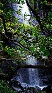 green tree on the background of a waterfall