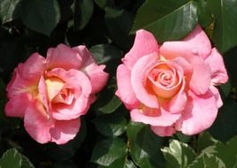 Two pink roses in the garden