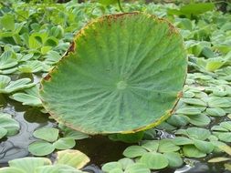 incredible beauty water flower