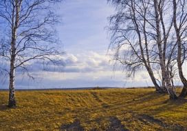 trees in the open