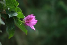 Close-up of the beautiful, pink flower with green leaves at blurred background