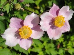 elegans anemone vitifolia