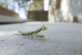 praying mantis insect animal nature