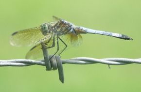 dragonfly on the barbwire close-up on blurred background