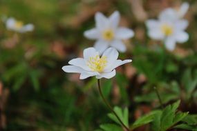 lovely white flower in the garden