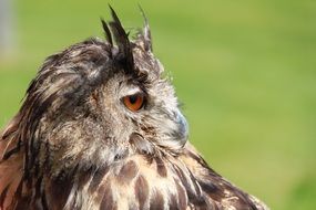owl bird of prey