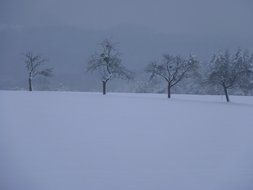 perfect winter trees