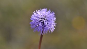 cute blue flower at blur background