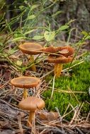 mushrooms in the forest in the dry grass