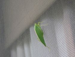 Close-up of a green grasshopper on an antenna