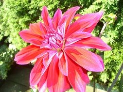 bright pink dahlia flower in the garden