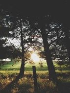 Sunrise through the tree