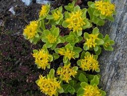 yellow flowers in the botanical garden