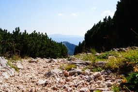 stone path among mountain pines