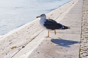 seagull stands on one leg on pavement at water