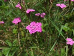 maiden pink carnation