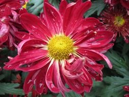 red chrysanthemums like daisies on a bush