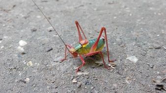 grasshopper on the asphalt path