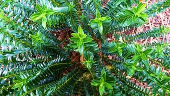 plant green leaves