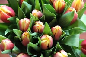 Close-up of the colorful bouquet of spring tulips