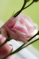 light pink rose close up on a blurred background
