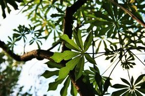 Green leaves on a tree in the wildlife