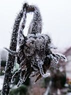 frosted flower