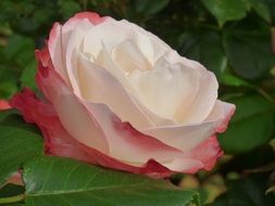 Beautiful blooming romantic rose