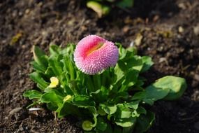 pink daisy with green leaves in the garden
