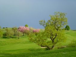 distant view of pink cherry blossom