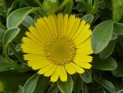 yellow astericus close-up