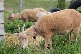 gentle and cute goat