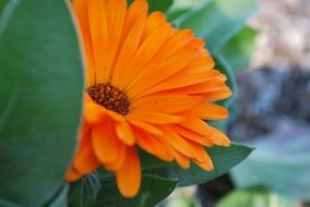 orange garden daisy
