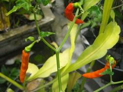 chili plant with orange pepper