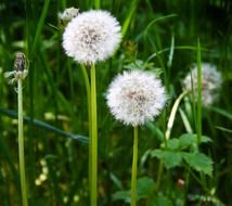 fiew dandelions